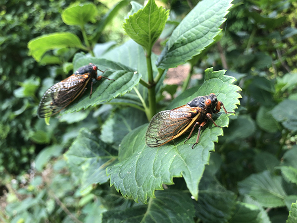 Two cicadas on leaves of a shrub
